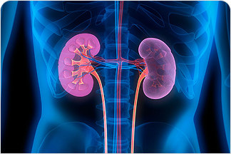 Kidney Image Representing Aldosterone Dysregulation Impact