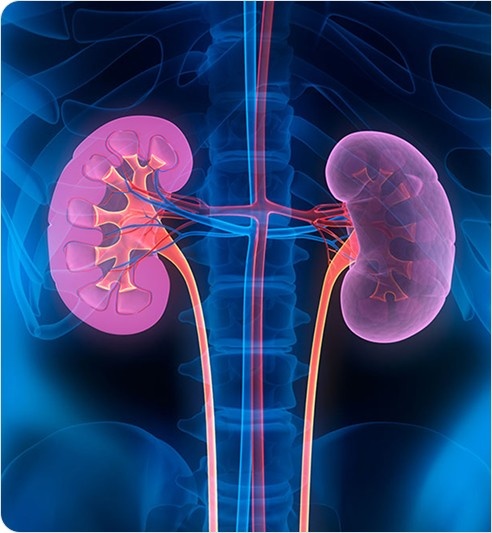 Kidney Image Representing Aldosterone Dysregulation Impact