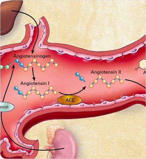 Aldosterone Pathophysiology Illustration
