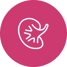 Kidney Icon