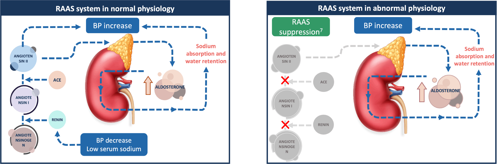 Aldosterone Regulation in Normal Vs Abnormal Physiology