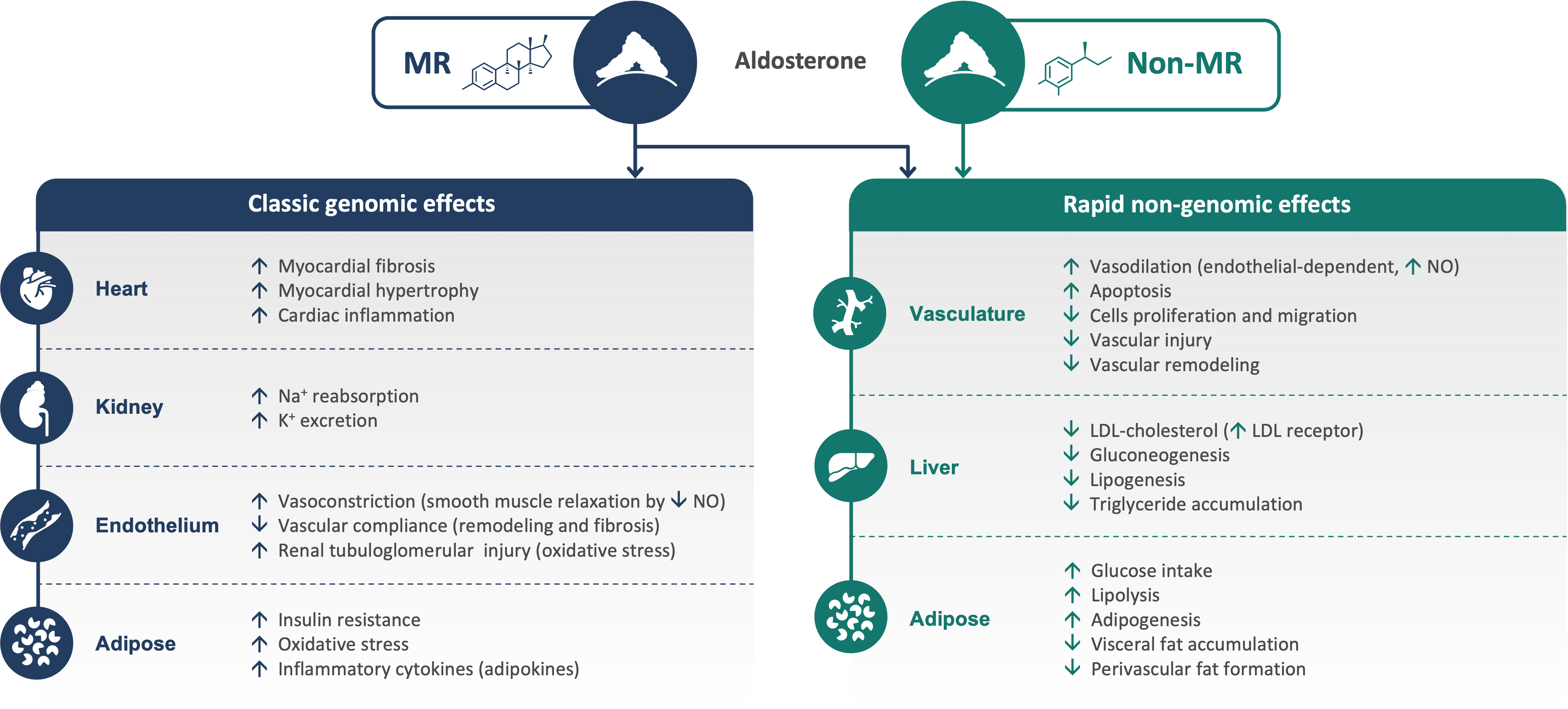 MR–Mediated and MR–Independent Pathways Infographic
